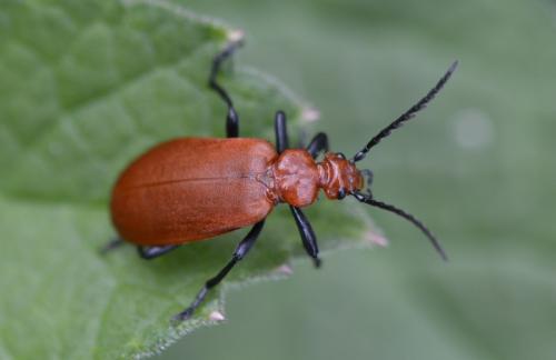 Réf. 182 186 : Pyrochroa serraticornis